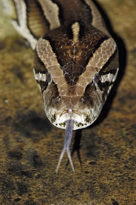 Impression encadrée : Python indien noir (Python molurus bivittatus)
