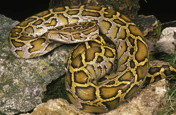 Impression encadrée : INDIEN Python indien (Python molurus)