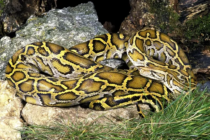 Impression encadrée : Le python indien (Python molurus)