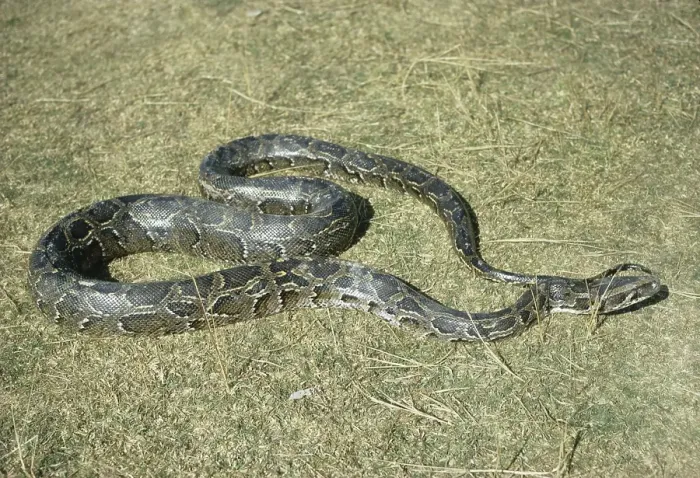 Impression encadrée : Le serpent python indien (Python molurus) sur l'herbe.