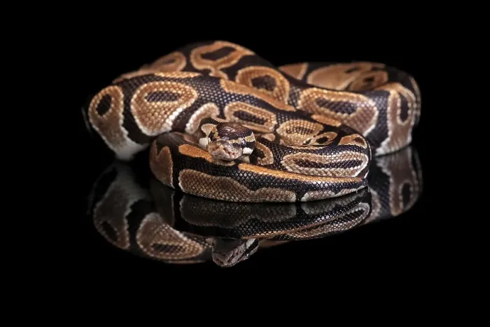 Impression encadrée : Le roi python, (Python regius), adulte. Impression encadrée : Le roi python, (Python regius), adulte.