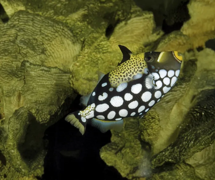 Impression encadrée : Le poisson-éventail léopard, Le poisson-éventail léopard.