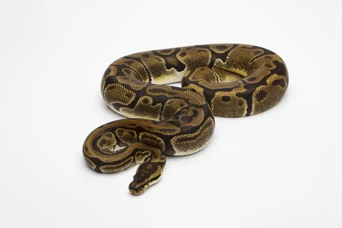 Impression encadrée : Le Ball Python de Matanic ou Python royal (Python regius).