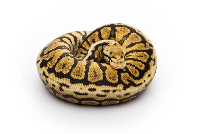 Impression encadrée : Python de Powerball ou Python royal (Python regius)
