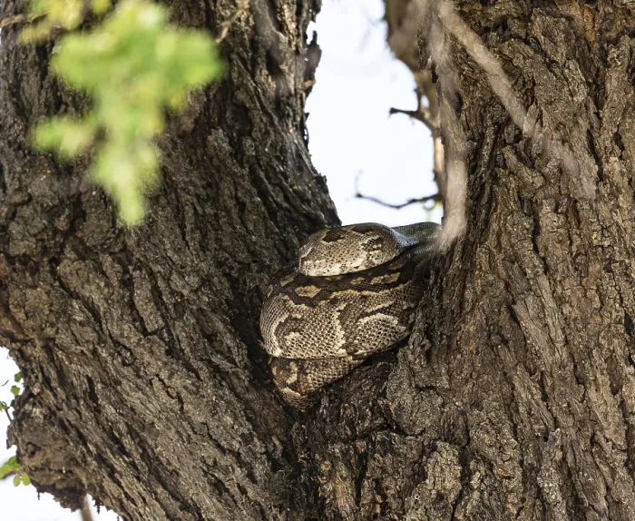 Impression encadrée : Le python (Pythonidae) reposant sur un arbre.
