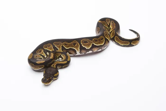 Impression encadrée : Python royal (Python regius), tête noire.
