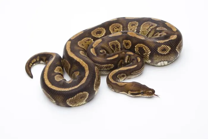 Impression encadrée : Python royal (Python regius), Fefe.
