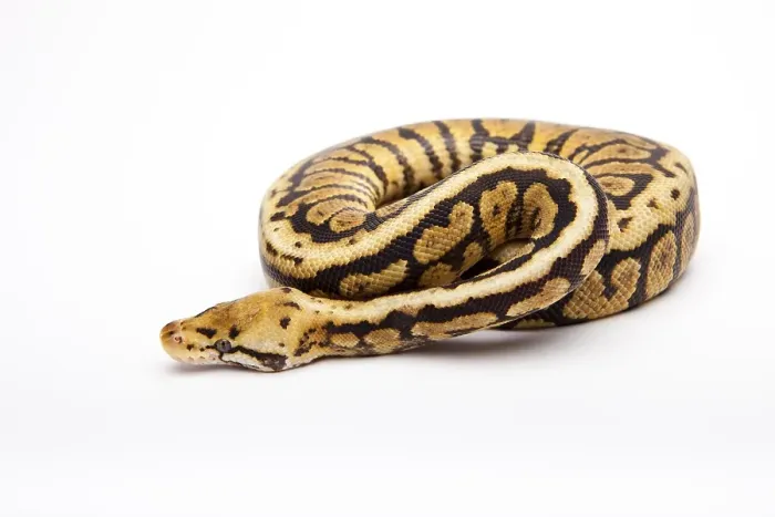 Impression encadrée : Le python royal (Python regius), Powerball. Impression encadrée : Le python royal (Python regius), Powerball.