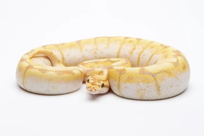Impression encadrée : Python royal (Python regius), Araignée CG.