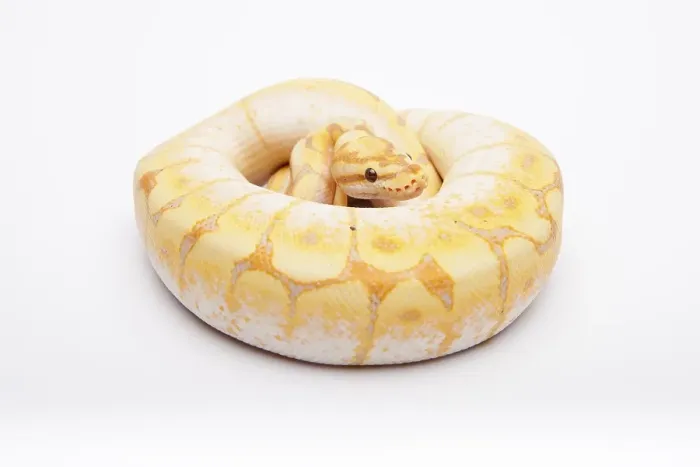 Impression encadrée : Python royal (Python regius), Araignée CGI.