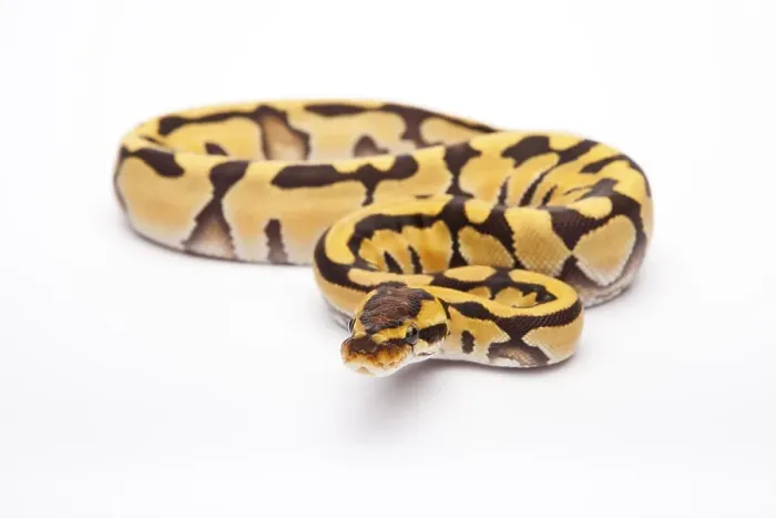 Impression encadrée : Python royal (Python regius), Tigre. Impression encadrée : Python royal (Python regius), Tigre.