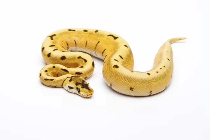 Impression encadrée : Python royal (Python regius), Araignée tigre. Impression encadrée : Python royal (Python regius), Araignée tigre.