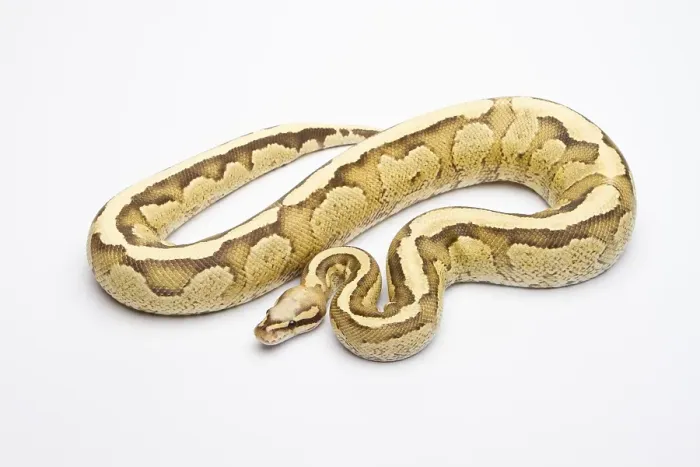 Impression encadrée : Python royal (Python regius), Crème vanille.