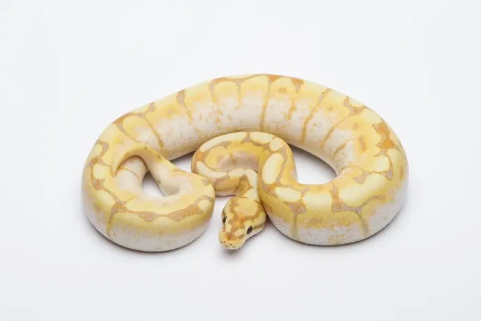 Impression encadrée : 'Araignée CG Ball Python ou Royal Python (Python regius)'.