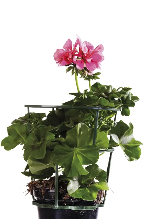 Impression encadrée : Le Geranium en pot.