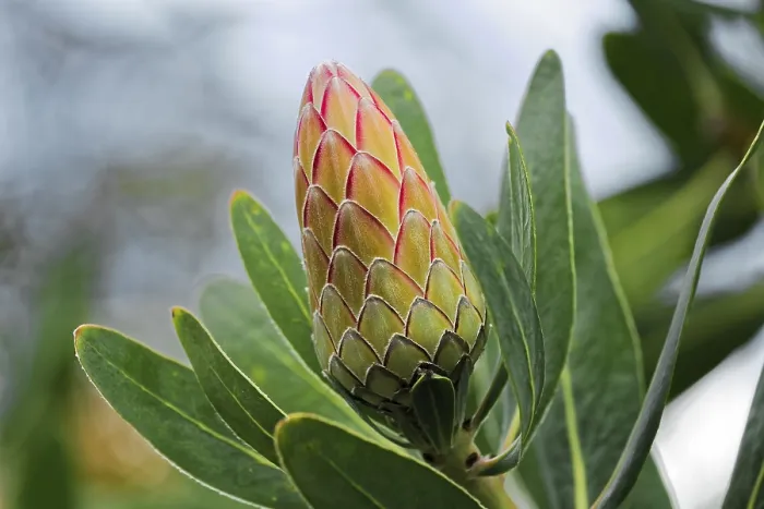 Impression encadrée : Protea Susara