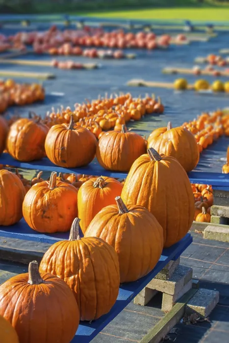Impression encadrée : Pumpkin
