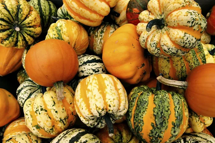 Impression encadrée : Pumpkins Impression encadrée : Pumpkins