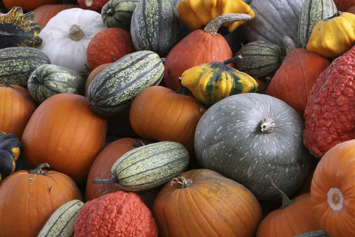 Impression encadrée : Pumpkins