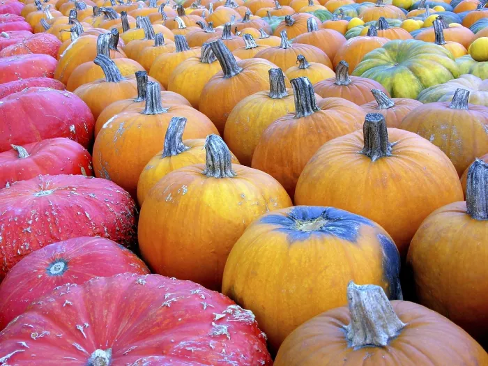 Impression encadrée : Pumpkins