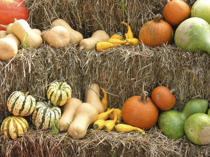 Impression encadrée : Pumpkins Impression encadrée : Pumpkins