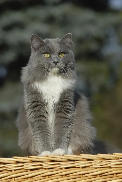 Impression encadrée : Chat Ragdoll, bleu mitrée solide.