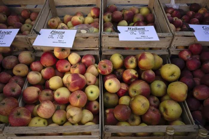 Impression encadrée : Variété de différents types d'pommes. Impression encadrée : Variété de différents types d'pommes.