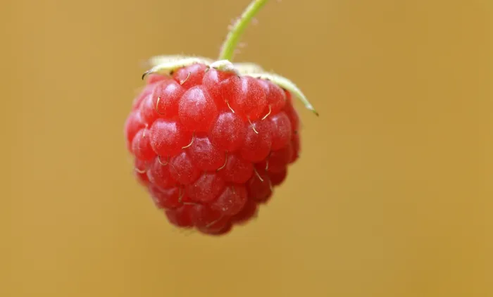 Impression encadrée : Framboise (Rubus idaeus)