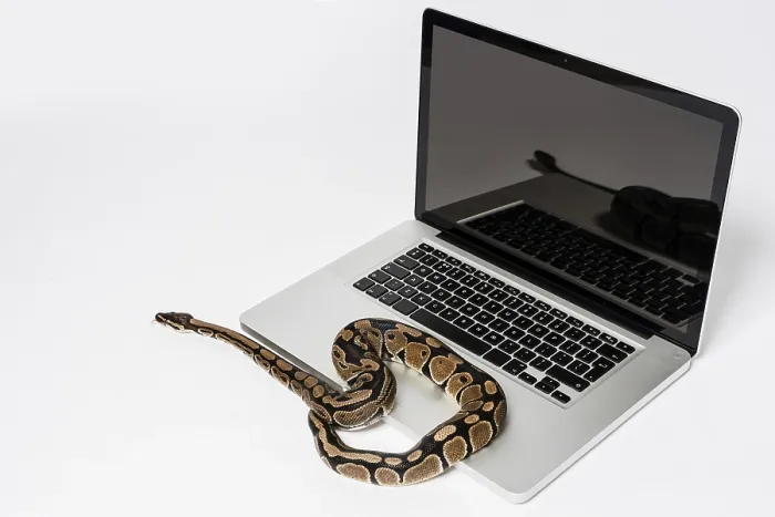 Impression encadrée : Un Python réel et un ordinateur portable utilisant la programmation orientée objet. Impression encadrée : Un Python réel et un ordinateur portable utilisant la programmation orientée objet.