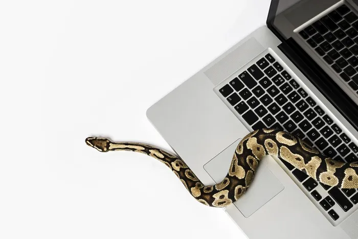 Impression encadrée : Serpent python réel et ordinateur portable. Impression encadrée : Serpent python réel et ordinateur portable.
