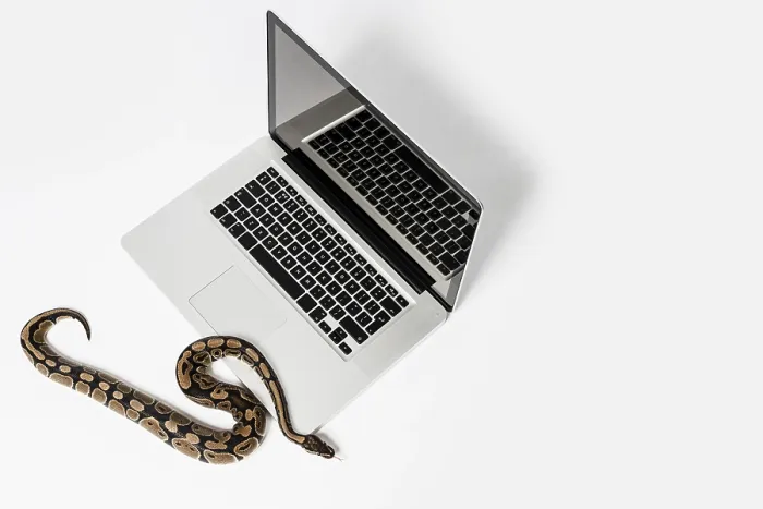 Impression encadrée : Snake python réel et ordinateur portable. Impression encadrée : Snake python réel et ordinateur portable.