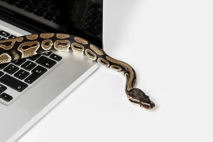 Impression encadrée : Python réel, serpent python et ordinateur portable.