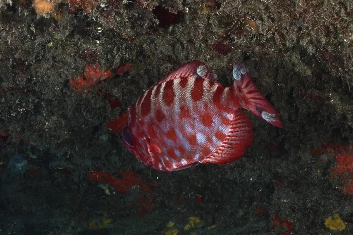 Impression encadrée : Un poisson rouge à corps rayé.
