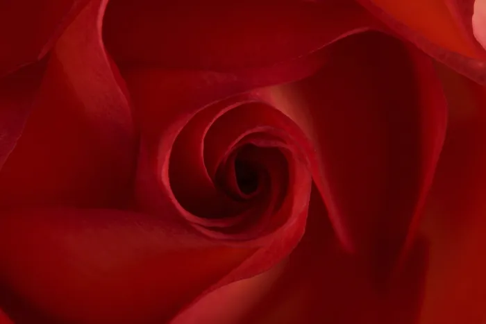 Impression encadrée : Rose rouge. Impression encadrée : Rose rouge.