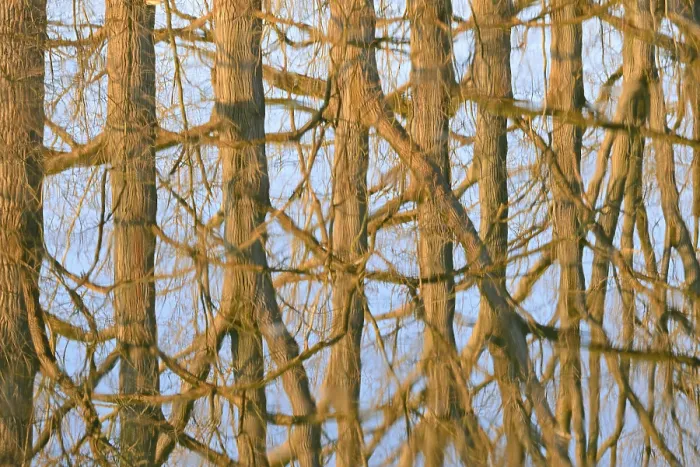 Impression encadrée : Réflexion de feuillus sur la surface de l'eau.