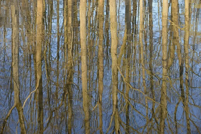 Impression encadrée : Réflexion de feuillus sur la surface de l'eau.