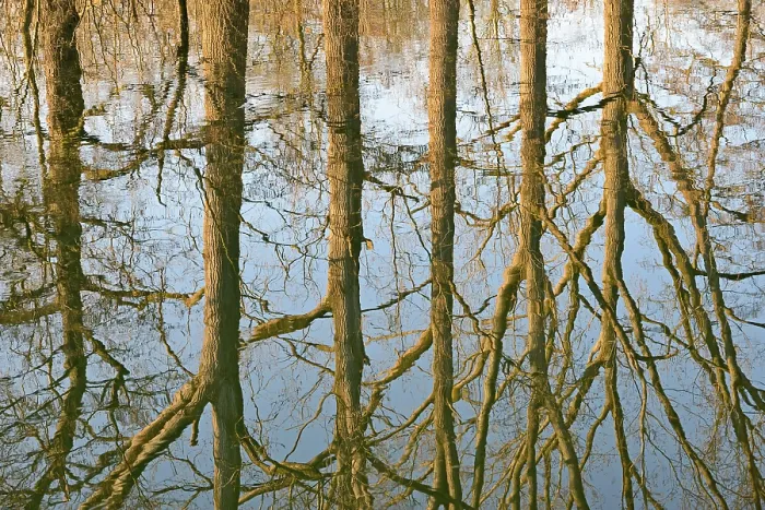 Impression encadrée : Réflexion de feuillus sur la surface de l'eau.