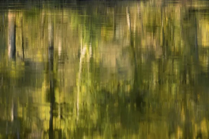 Impression encadrée : Réflexion de feuillus sur la surface de l'eau.