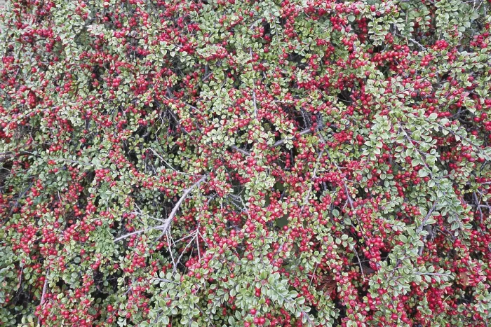 Impression encadrée : Cotoneaster horizontalis