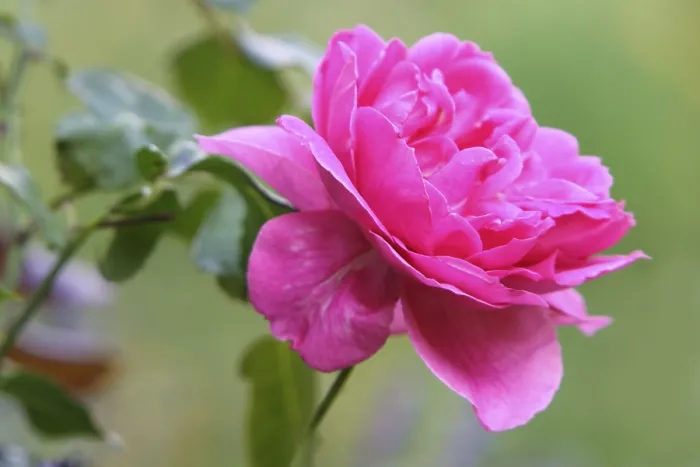 Impression encadrée : Rose Impression encadrée : Rose