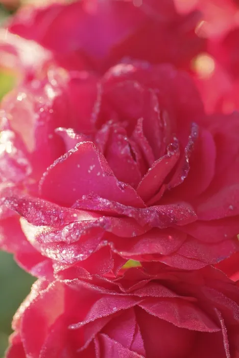Impression encadrée : Rose Impression encadrée : Rose
