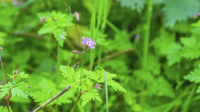Impression encadrée : Geranium robertianum Impression encadrée : Geranium robertianum