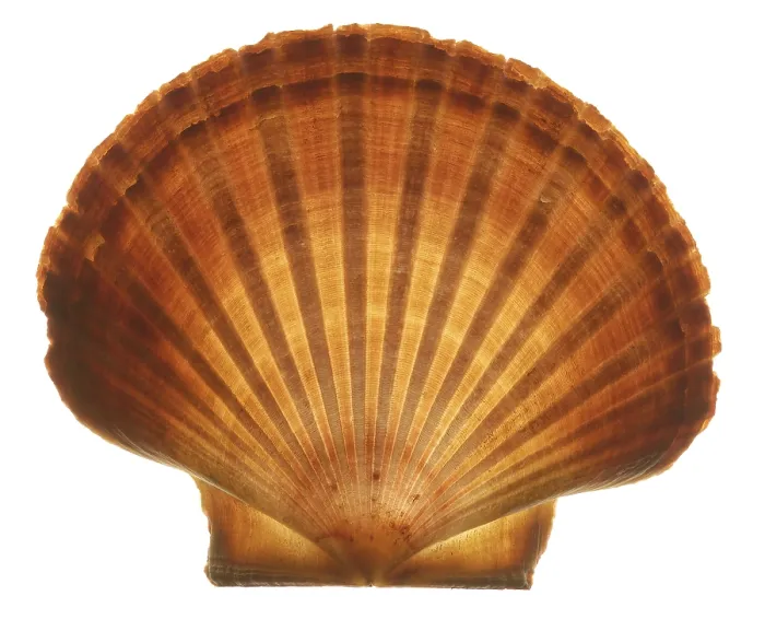 Impression encadrée : Seashell Impression encadrée : Seashell