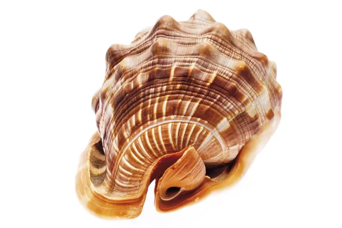 Impression encadrée : Seashell