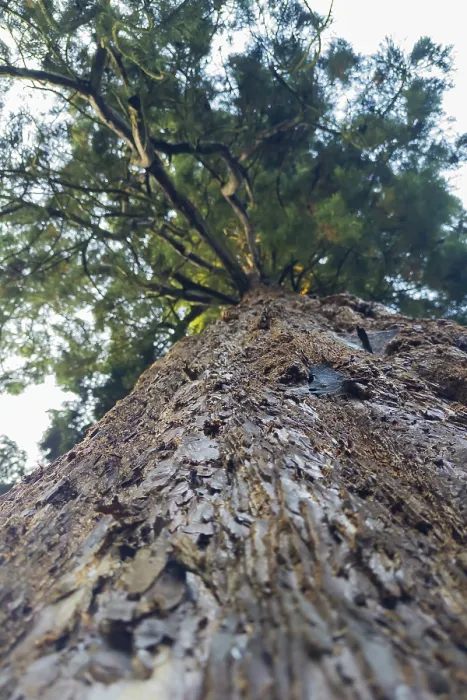 Impression encadrée : Sequoia (Sequoioideae), tronc d'arbre. Impression encadrée : Sequoia (Sequoioideae), tronc d'arbre.