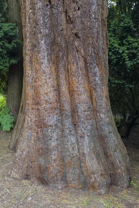 Impression encadrée : Sequoia (Sequoioideae), tronc d'arbre. Impression encadrée : Sequoia (Sequoioideae), tronc d'arbre.
