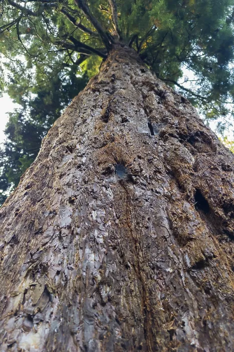 Impression encadrée : Sequoia (Sequoioideae), tronc d'arbre. Impression encadrée : Sequoia (Sequoioideae), tronc d'arbre.