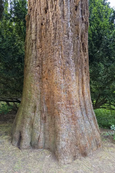 Impression encadrée : Sequoia (Sequoioideae), tronc d'arbre.