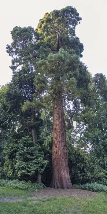 Impression encadrée : Sequoia (Sequoioideae), tronc d'arbre. Impression encadrée : Sequoia (Sequoioideae), tronc d'arbre.