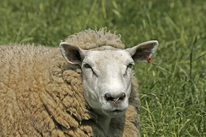 Impression encadrée : Sheep Impression encadrée : Sheep